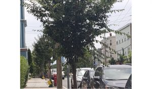 STREET TREES NEED YOUR LOVE